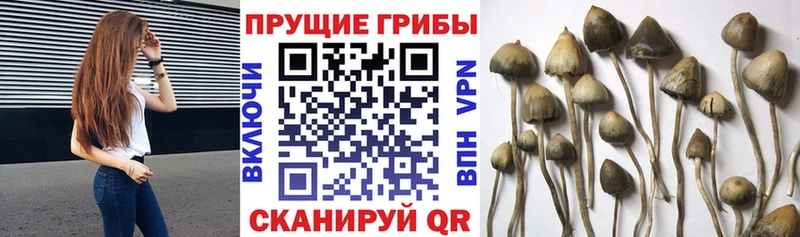 Псилоцибиновые грибы прущие грибы OMG как зайти Павловская